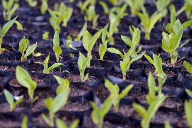 Tencereye büyüyen fide