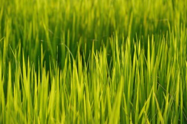 Yakın çekim yeşil pirinç 