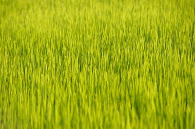 Yakın çekim yeşil pirinç 