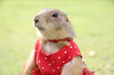 Çayır köpeği'ni Park