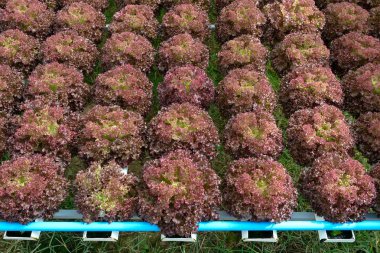 Tayland grubundan suda