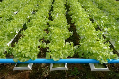 Tayland grubundan suda