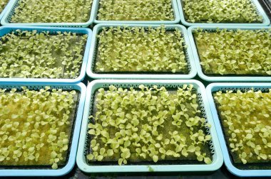 Tayland grubundan suda