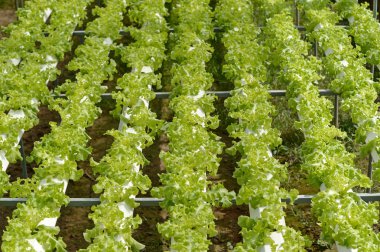 Tayland grubundan suda