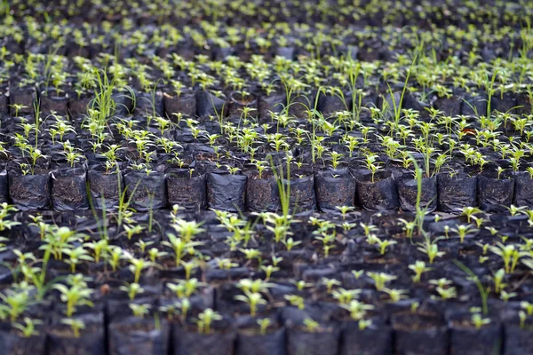 Seedling growing in pot — Stock Photo, Image