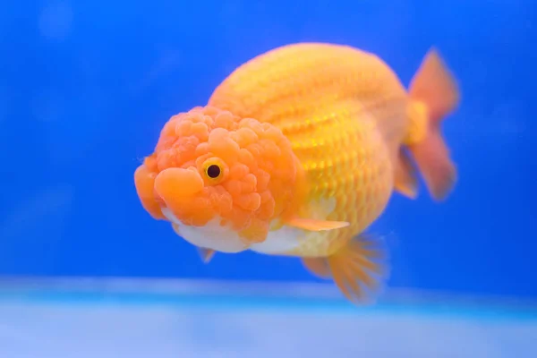 Pesce rosso in vasca — Foto Stock