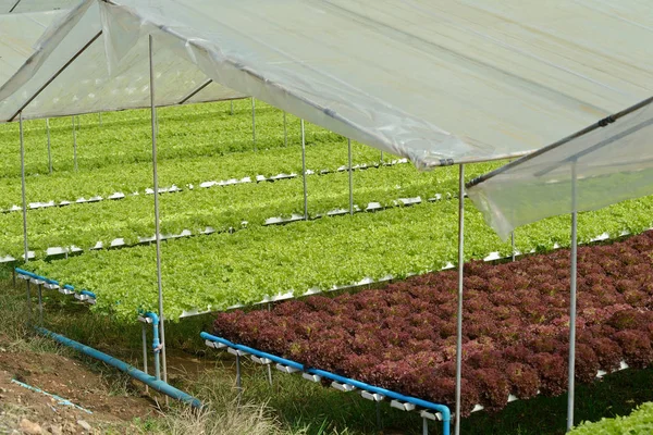 Ferme hydroponique de Thaïlande — Photo