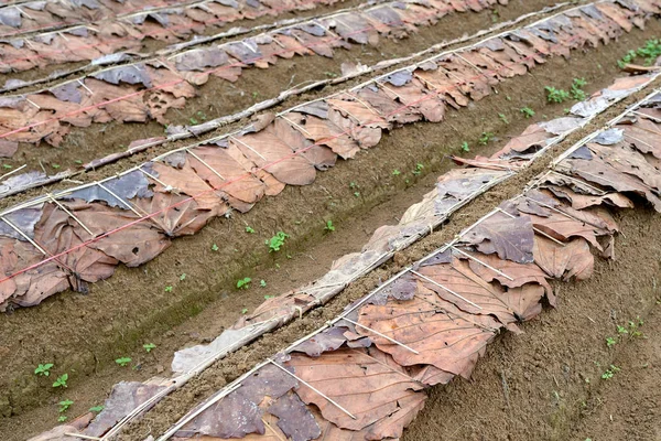 Fazenda de morango da Tailândia — Fotografia de Stock