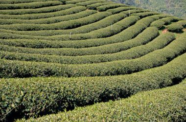 Tayland çay çiftlik