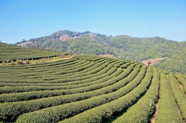 Tayland çay çiftlik