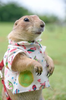 Çayır köpeği'ni Park