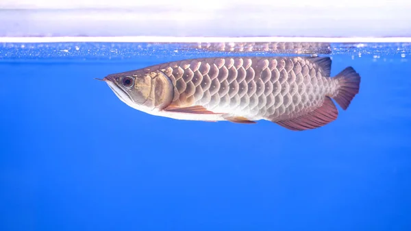 Arowana pesce in vasca — Foto Stock