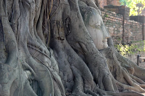 Buddha-Kopf — Stockfoto