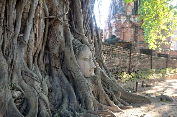 Buddha-Kopf — Stockfoto