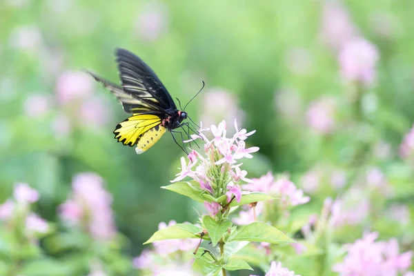 Schmetterling auf Blume — Stockfoto