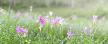 Siam lale pembe renk