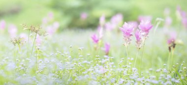 Siam lale pembe renk