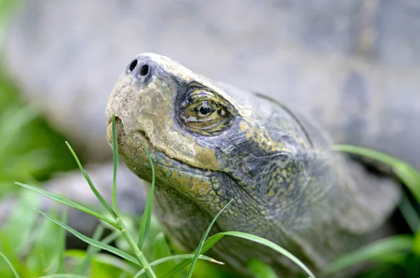 Черноголовая черепаха — стоковое фото