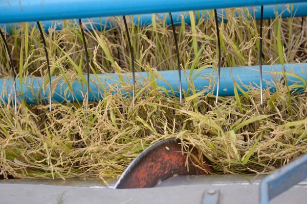 Colheita no campo de arroz — Fotografia de Stock