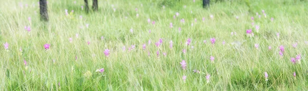 Siam tulip pink color — Stock Photo, Image