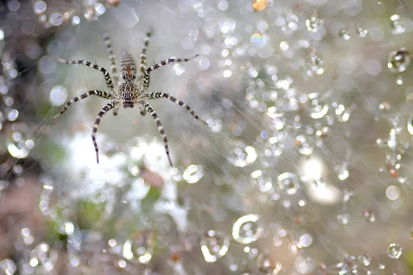 Spider on web — Stock Photo, Image