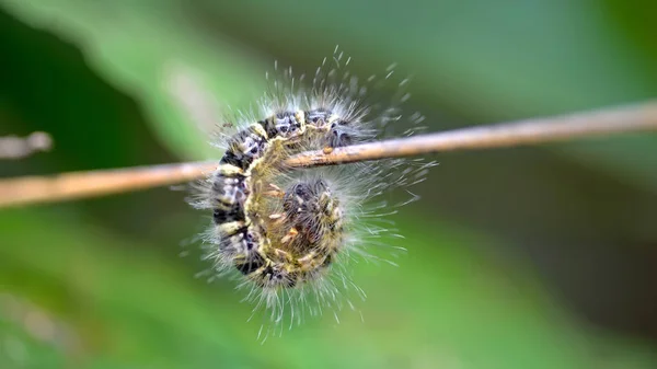 Haariger Raupenwurm — Stockfoto