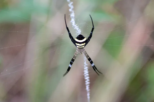 Aranha amarela macro — Fotografia de Stock