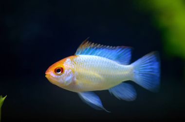 RAM balık tank