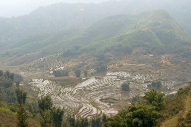 Vietnam 'da pirinç terasları