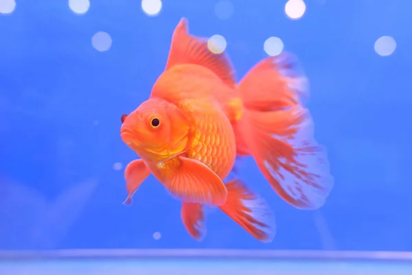 Pesce rosso in vasca — Foto Stock
