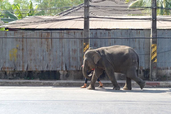 Elephant walking in thailand — Stock Photo, Image