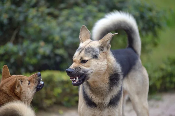 Två hund kamp — Stockfoto