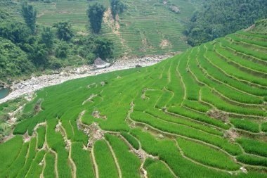 Vietnam 'da pirinç terasları