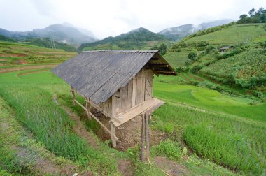 kulübe ve yeşil teraslı