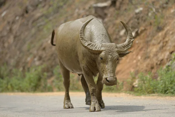 Buffalo andando na estrada — Fotografia de Stock