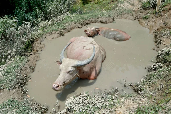 Albino de búfalo em água — Fotografia de Stock