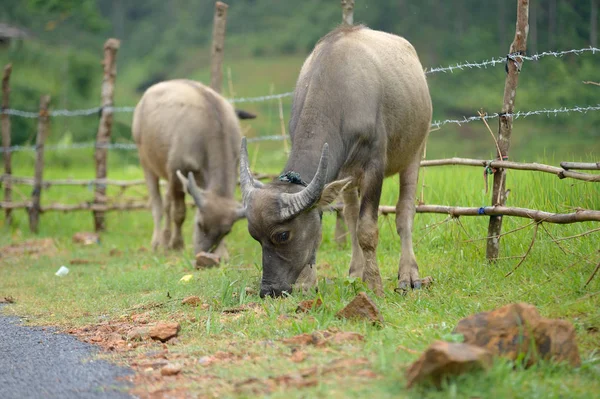 Búfalo na natureza — Fotografia de Stock