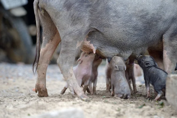 Aile Yemek domuz — Stok fotoğraf
