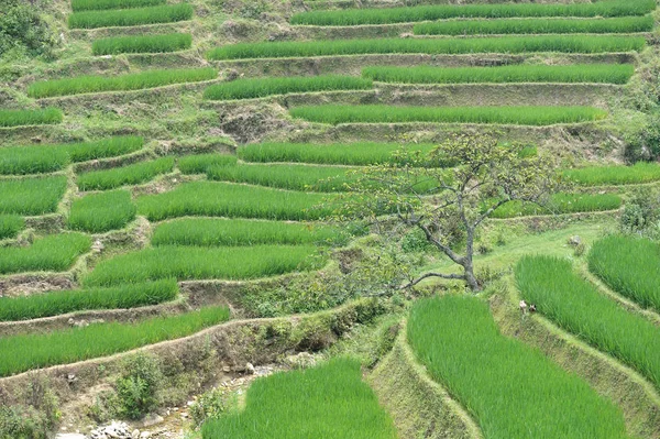 Rizs teraszok Vietnamban — Stock Fotó