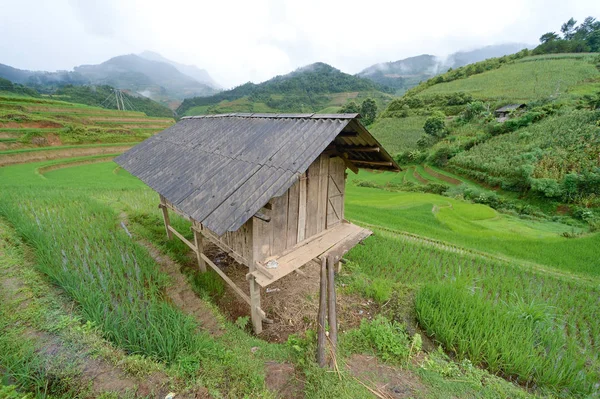 kulübe ve yeşil teraslı