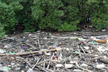 Mangrov orman çöpe