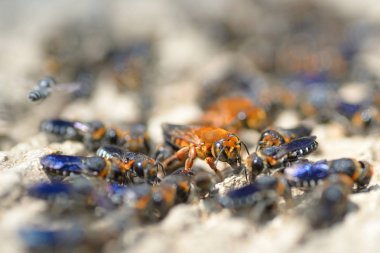 yakın çekim mavi arı