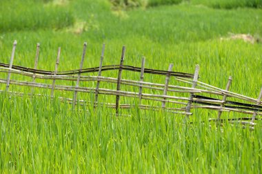 Çit bambu Vietnam