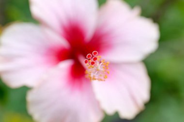 yakın çekim pembe ebegümeci