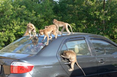 maymun saldırısı araba