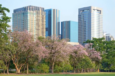 Bangkok Park jatujak