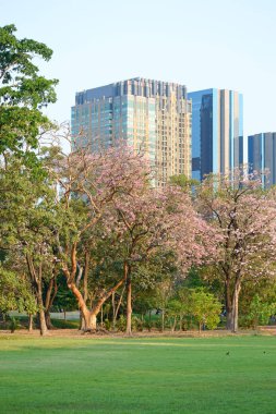 Bangkok Park jatujak