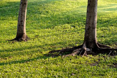 Bangkok Park jatujak