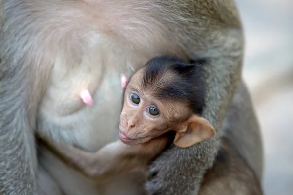 Singe avec la famille — Photo