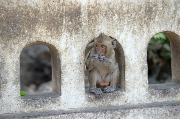 Um macaco albino do Velho Mundo, gênero Ceropithecus, sendo